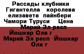 Рассады клубники Гигантелла,  королева елизавета, пайнбери. Чамори-Туруси. › Цена ­ 50 - Марий Эл респ., Йошкар-Ола г.  »    . Марий Эл респ.,Йошкар-Ола г.